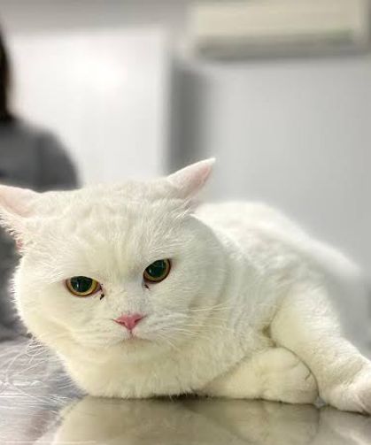 Osmaniye’de Kedi Sahiplerine Uyarı: Bu 5 Şeye Dikkat