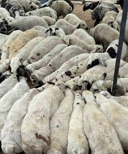 2026 Kurbanlık Fiyatları Açıklandı: Dana, Koyun ve Koç Kaç TL Oldu?