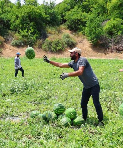 Adana’da Karpuzun Tarla Fiyatı 9 TL’ye Kadar Düştü