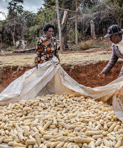 FAO Gıda Fiyat Endeksi Mayıs Ayında Düştü