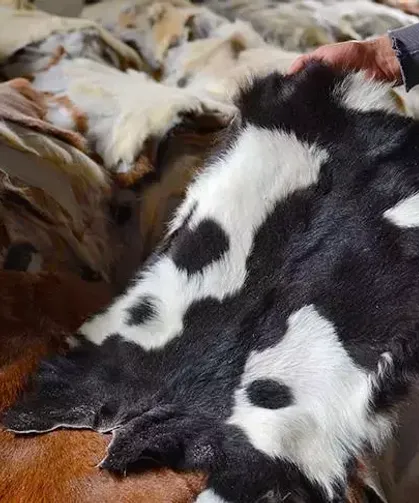 Osmaniye’de Kurban Derileri Nasıl Değerlendirilmeli?