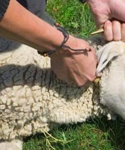 Osmaniye’de Kurban Kesimi Başladı