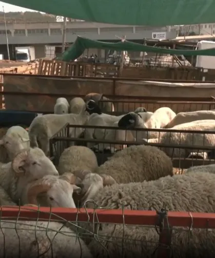 Bornova Pazarı’nda Besici Umduğunu Bulamadı