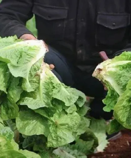 Hatay’da Marul Krizi Tarlada 5 TL, Markette 30 TL
