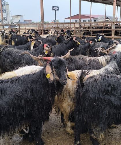 Eskişehir'de Kurbanlık Fiyatları Netleşiyor