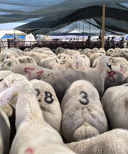 Diyanet Vekaletle Kurban Bedelini Açıkladı: 2026 Kurbanlık Fiyatları