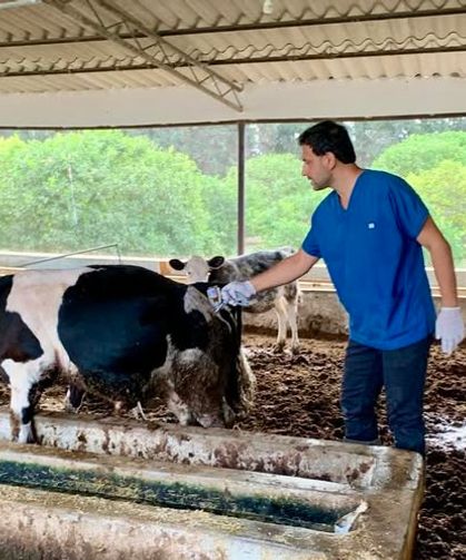 Hatay’da SAT-1 Varyantı Şap Hastalığına Karşı Aşılama Çalışmaları Sürüyor