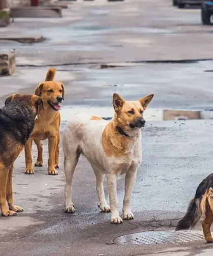 İstanbul’un Ardından Osmaniye’de de Aynı Adım Gelecek mi?
