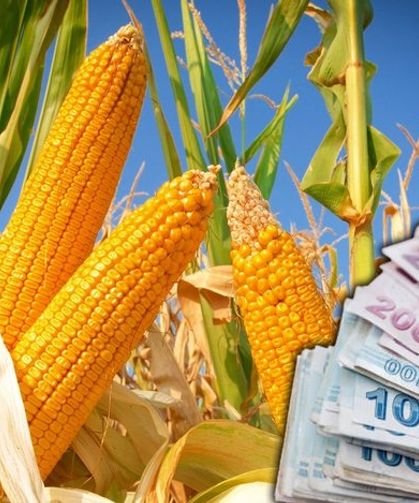 TMO 2025 Sezonu Mısır Alım Fiyatını Açıkladı