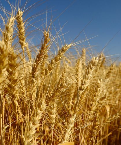 Osmaniye Çiftçilerine Kritik Buğday Uyarısı