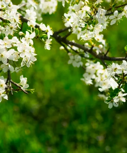 Osmaniye’de Cemre Suyu Isıtacak