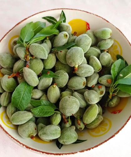 Mersin’den Osmaniye’ye İlk Çağlalar