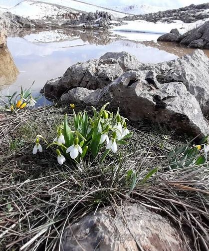 Kardelenlerin Sessiz Direnişi