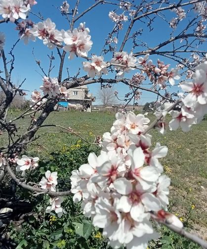 Osmaniye Kesmeburun Köyü’nde İlkbahar Coşkusu
