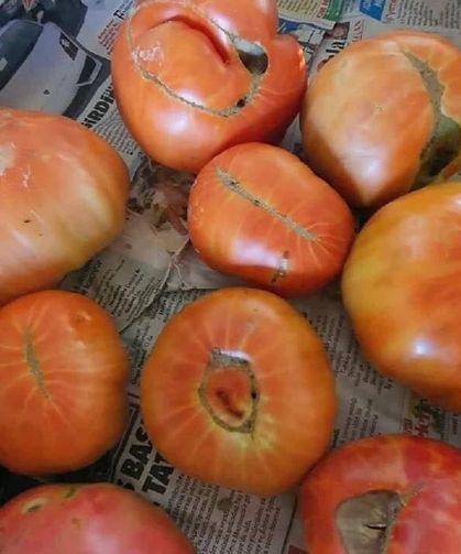 Osmaniye’de Çizgili Domatesler En Doğal Ürün Çıkıyor