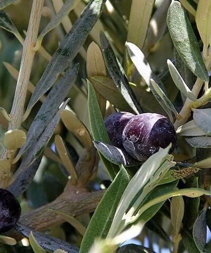Osmaniye’de Zeytin Üreticilerine Dane Dönemi Uyarısı Verimi Artıran Kritik Uygulamalar