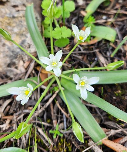Osmaniye’de de Bulunuyor: Ak Yıldız Otu