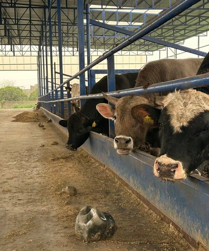 Hatay’da Besi İşletmesi İncelendi