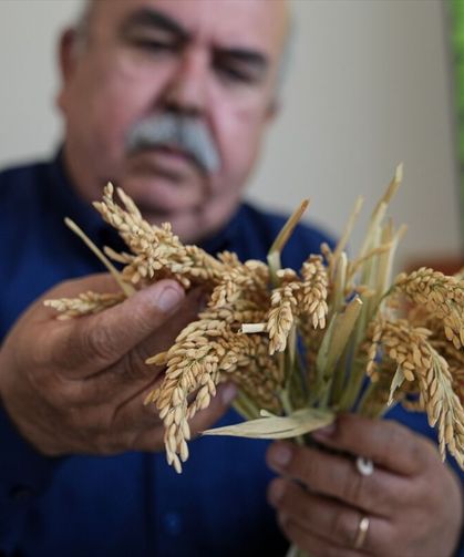 'Çeltiğin babası' kuraklığa ve hastalıklara dayanıklı 3 çeşit daha geliştirdi