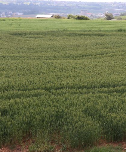 Çukurova'da çiftçiler artan yağışların etkisiyle buğdaydan yüksek verim bekliyor