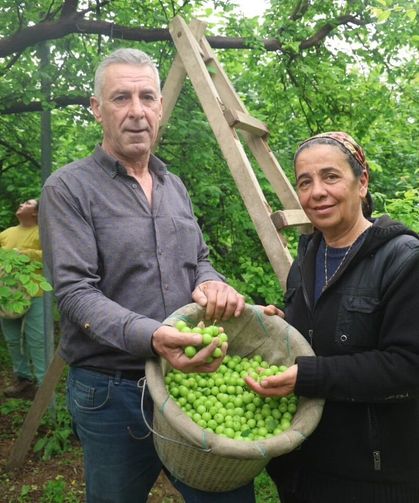 Hatay’da Can Eriği Hasadı Kilosu 450 TL’ye İhraç Ediliyor