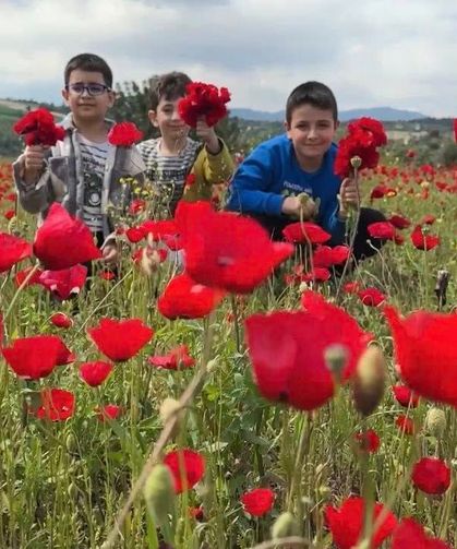 Kadirli’de Gelincikler Tarlaları Kırmızıya Boyadı