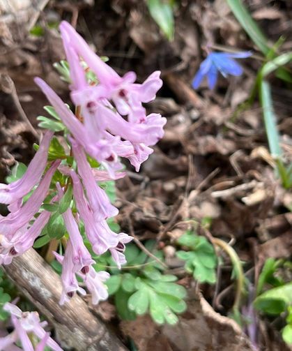 Kazgagası Zorkun Yaylası’nda Görüntülendi