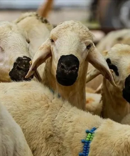 Son Dakika! Kurban Kesim Ücretleri Belli Oldu