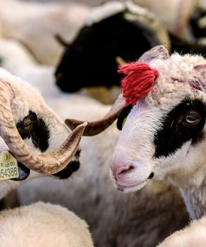 Bayram Öncesi Kurbanlık Rakamları Netleşti Fiyatlar Yükseldi