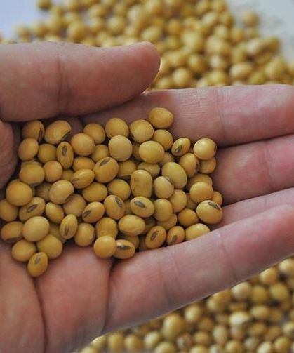 Osmaniye Çiftçilerine Soya Tohumu Desteği Müjdesi