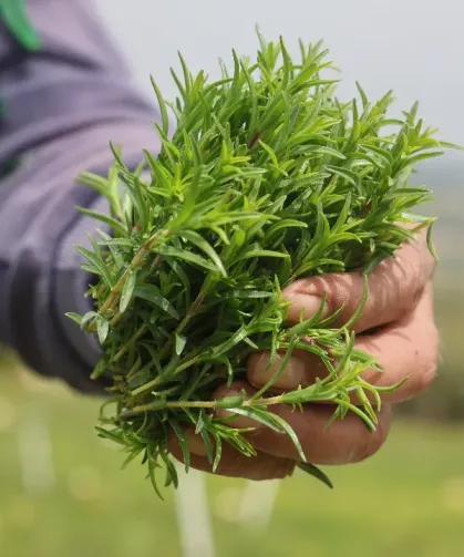 Altınözü Zahterinde Rekolte Sevinci