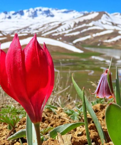 Eğrigöl Yaylası’nda Bahar: Laleler Doğayı Renklendirdi