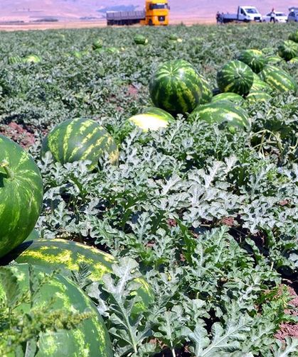 Adana’da Karpuz Hasadı Başladı Kilosu Tarlada 25 Lira Oldu
