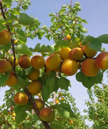 Mut Kayısısında Hasat Başladı: Tarlada Kilosu 250 TL