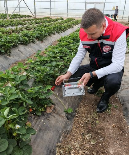 Osmaniye’de Anlamlı Etkinlik: Çocuklar Çilek Hasadına Katıldı