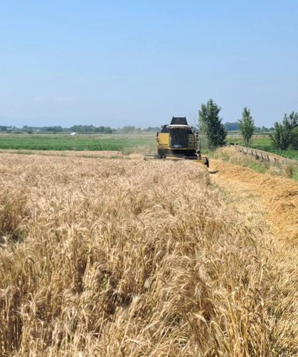 Kadirli’de Buğday Hasat Ücreti Belirlendi