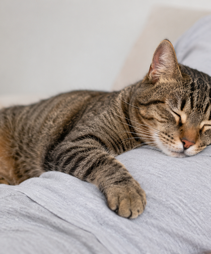 Osmaniye’de Yaz Sıcakları Kedi ve Köpekleri de Etkiliyor