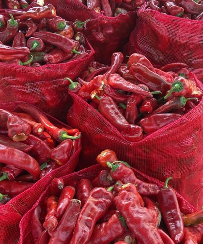 Karaisalı’nın Salçalık Biberinde Hasat Bereketi