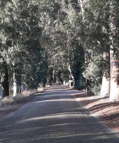 Muğla’da Okaliptüs Ağaçlı Yol Akçapınar’a mı Uzuyor?