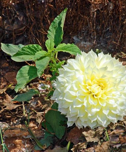 Osmaniye'nin Renk Cümbüşü: Mitisin Yaylası