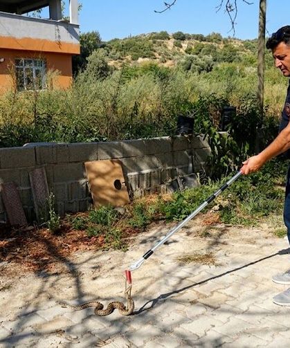 Samandağ’da Yerleşim Yerine Giren Yılan Kurtarıldı