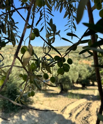 Altınözü Karsu Köyü’nde Halhalı Zeytin Hasadı Başladı