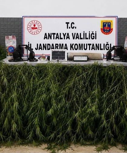 Antalya'da yasa dışı kenevir ekimi operasyonunda 2 şüpheli hakkında işlem başlatıldı
