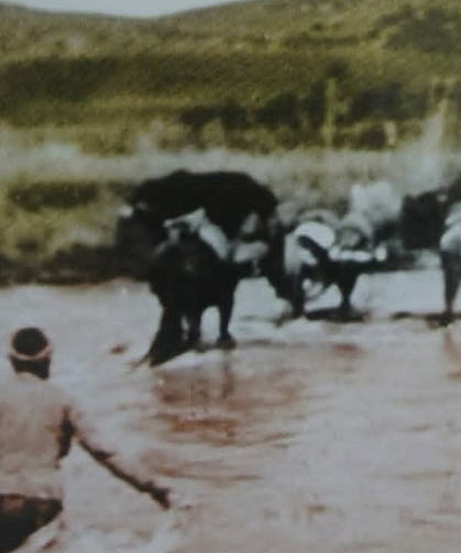 1905’ten günümüze ulaşan tarihi kare! Osmaniyeli Yörüklerin yayla yolculuğu