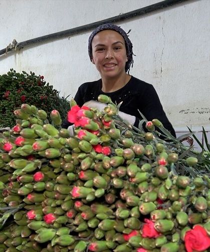 Isparta'da 2 bin dönüm serada karanfil üretimi yapılıyor