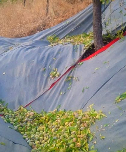 Saimbeyli Gürleşen Köyü’nde Badem Bereketi