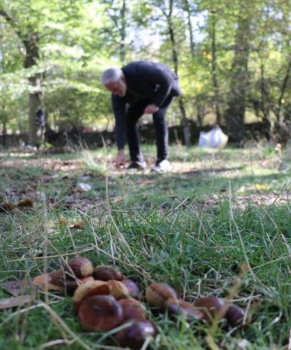 Isparta'da asırlık ağaçlardan dökülen kestaneler toplanıyor