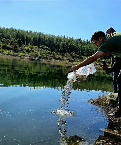 Osmaniye'de baraj gölüne 50 bin sazan yavrusu bırakıldı