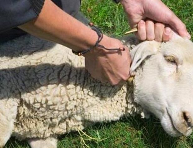 Osmaniye’de Kurban Kesimi Başladı