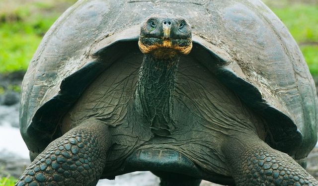 Dünyanın En Büyük Kaplumbağaları: Galapagos Kaplumbağalarının Eşsiz Yaşamı
